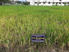 अयोध्या में रामलला को लगेगा छत्तीसगढ़ के इस खास चावल का भोग, की गई है खास तैयारी 