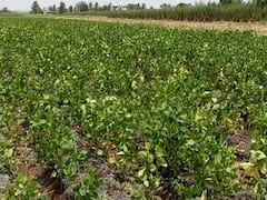 Photo : महाबीजकडून सोयाबीन बियाण्यात फसवणूक; शेतकऱ्यांना फटका