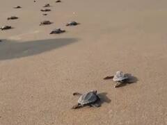 पाहा फोटो: कोकणात आढळली कासवाची नवी प्रजाती