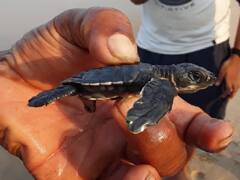 पाहा फोटो: कोकणात आढळली कासवाची नवी प्रजाती