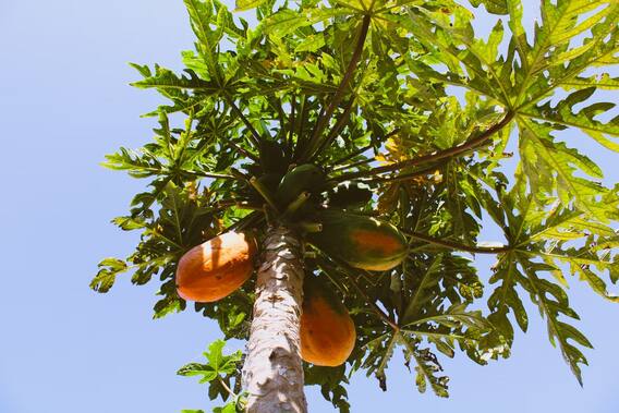 Skin Care Tips: Papaya is good for the skin, know its benefits