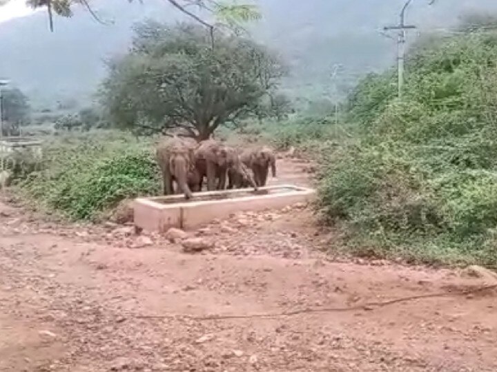 கோவையில் கொளுத்தும் கோடை வெயில் - தண்ணீர் தேடி ஊருக்குள் குட்டிகளுடன் உலா வரும் யானை கூட்டம்