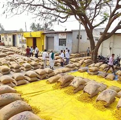 Sangli turmeric news :  सांगली कृषी उत्पन्न बाजार समितीमध्ये हळदीची आवक वाढली, वर्षभरात 1 हजार 899  कोटींची उलाढाल