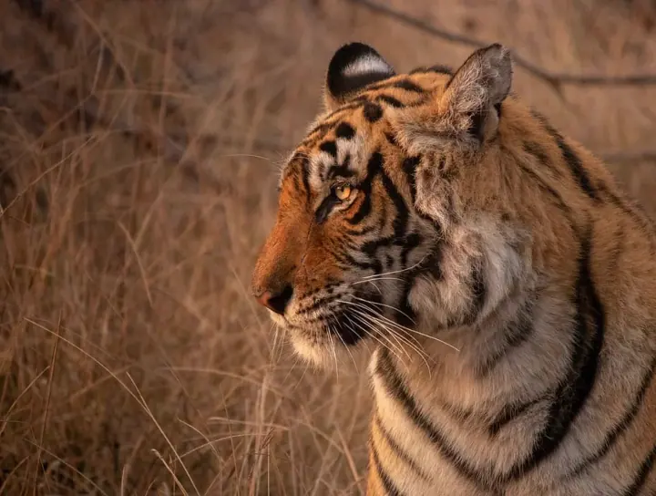 Seoni Tiger found dead in Pench Tiger Reserve of Madhya Pradesh, five tigers died in state in 15 days Seoni News: मध्य प्रदेश के सिवनी में पेंच टाइगर रिजर्व में मृत मिला बाघ, 15 दिन में राज्य में पांच बाघों की मौत, जानें क्या कहते हैं अधिकारी?