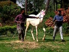 PHOTO : जोतिबाचा मानाचा अश्व 'जय' अखेर डोंगरावर दाखल