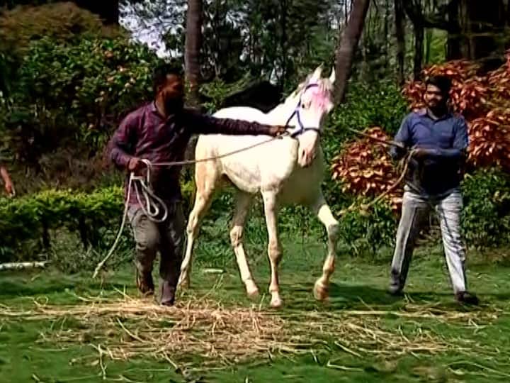 जोतिबाच्या चैत्र यात्रेच्या तोंडावर जोतिबाचा मानाचा अश्व आज डोंगरावर दाखल झाला आहे. गेल्या अनेक दिवसांपासून मानाच्या विश्वासाठी शोधमोहीम सुरू होती.