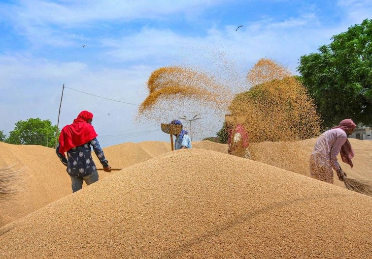 india to export huge amount of wheat to many countries amid russia ukraine war ANN Wheat Export: भारत को मिला आपदा में अवसर, रूस-यूक्रेन युद्ध के बीच मिश्र समेत कई देशों को गेहूं बेचने की तैयारी