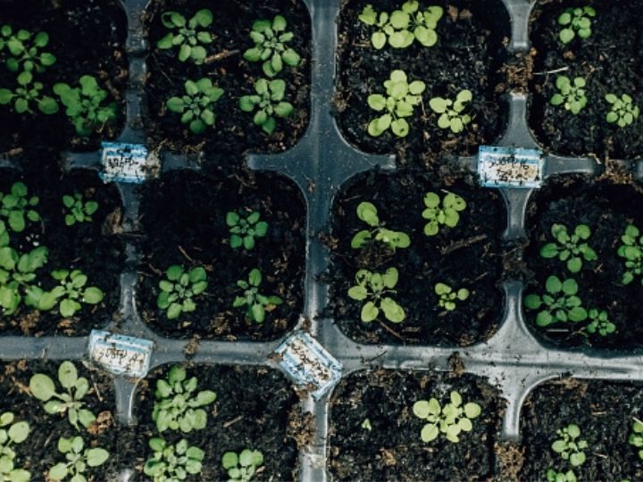 Hair-Like Structures On Leaves Activate Immune System Of Plants During Rain: Study