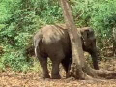 Dhamtari Elephant Attack: ओडिशा से 30 हाथियों के दल की धमतरी में दस्तक, 3 दिन में 5 लोगों की ली जान