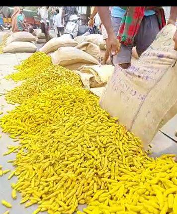 सांगली कृषी उत्पन्न बाजार समितीमध्ये हळदीची आवक वाढली