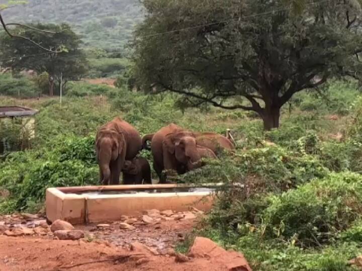 Summer sun in Coimbatore - Elephant herd with cubs roaming the city in search of water கோவையில் கொளுத்தும் கோடை வெயில் - தண்ணீர் தேடி ஊருக்குள் குட்டிகளுடன் உலா வரும் யானை கூட்டம்