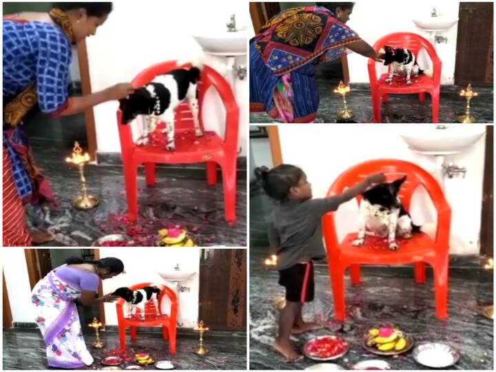 Mayiladuthurai: Owners of a baby shower for a pregnant dog in Sirkazhi ஐந்து வகை உணவு, அண்டை வீட்டாரின் நலங்கு - சீர்காழியில் கருவுற்ற நாய்க்கு சீமந்தம் கொண்டாடிய விநோதம்