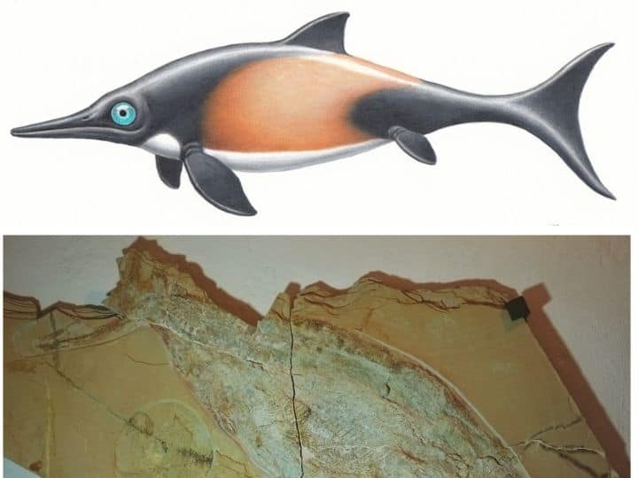 Fish Like Marine Reptile From 150 Million Years Ago Found Uniquely  Preserved In Germany