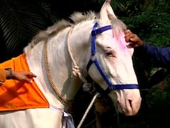 PHOTO : जोतिबाचा मानाचा अश्व 'जय' अखेर डोंगरावर दाखल