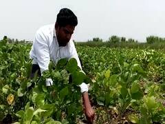 Photo : महाबीजकडून सोयाबीन बियाण्यात फसवणूक; शेतकऱ्यांना फटका