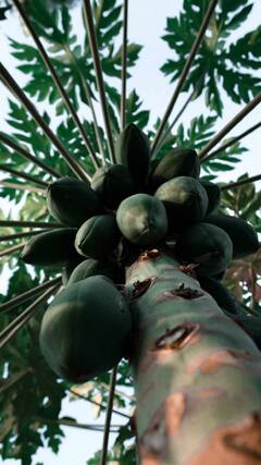 Health Tips : कच्ची पपईमध्ये आहेत अनेक गुणधर्म; जाणून घ्या फायदे