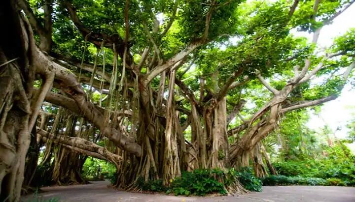 Astrology tips do these remedies of banyan tree for job wealth and prosperity નોકરી મેળવવામાં થઇ રહ્યો છે વિલંબ, તો વડલાના વૃક્ષની નીચે કરો આ સચોટ અચૂક ઉપાય, ખૂબ જ ચમત્કારી છે, અજમાવી જુઓ