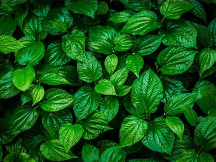Hair-Like Structures On Leaves Activate Immune System Of Plants During Rain: Study Hair-Like Structures On Leaves Activate Immune System Of Plants During Rain: Study