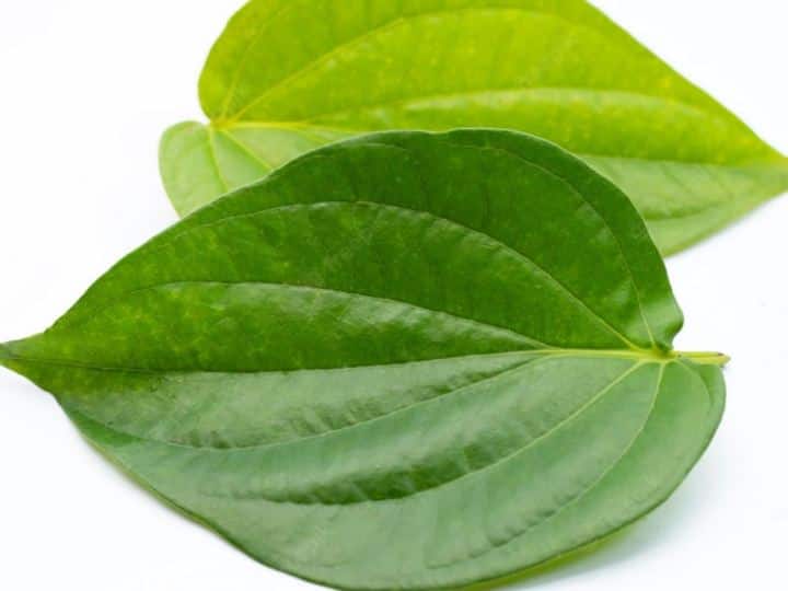 why we have to eat Betel leaf after Lunch, Health Benefits of Betel leaves Betel Leaves: భోజనం చేశాక తమలపాకు ఎందుకు నమలాలి?