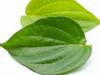 Betel Leaves: భోజనం చేశాక తమలపాకు ఎందుకు నమలాలి?
