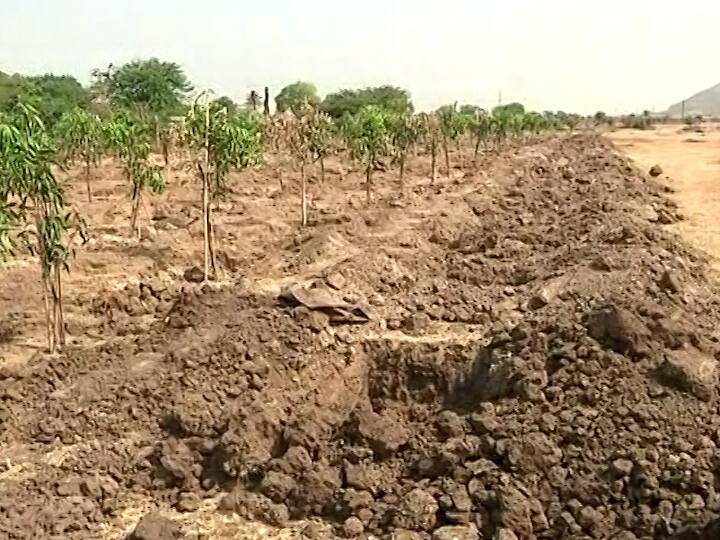 Aurangabad Paithan Highway News Mango trees raised to get more land compensation Also changing direction of highway ऐकावं ते नवलंच! जमिनीचा अधिक मावेजा मिळण्यासाठी रात्रीतून उभारली आमराई! महामार्गाची दिशा बदलल्याचाही आरोप 