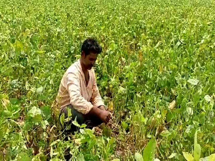 Baramati News Mahabeej Fraud in soybean seeds the farmers of Baramati Mahabeej : महाबीजकडून सोयाबीन बियाण्यात फसवणूक; बारामतीच्या शेतकऱ्यांना फटका