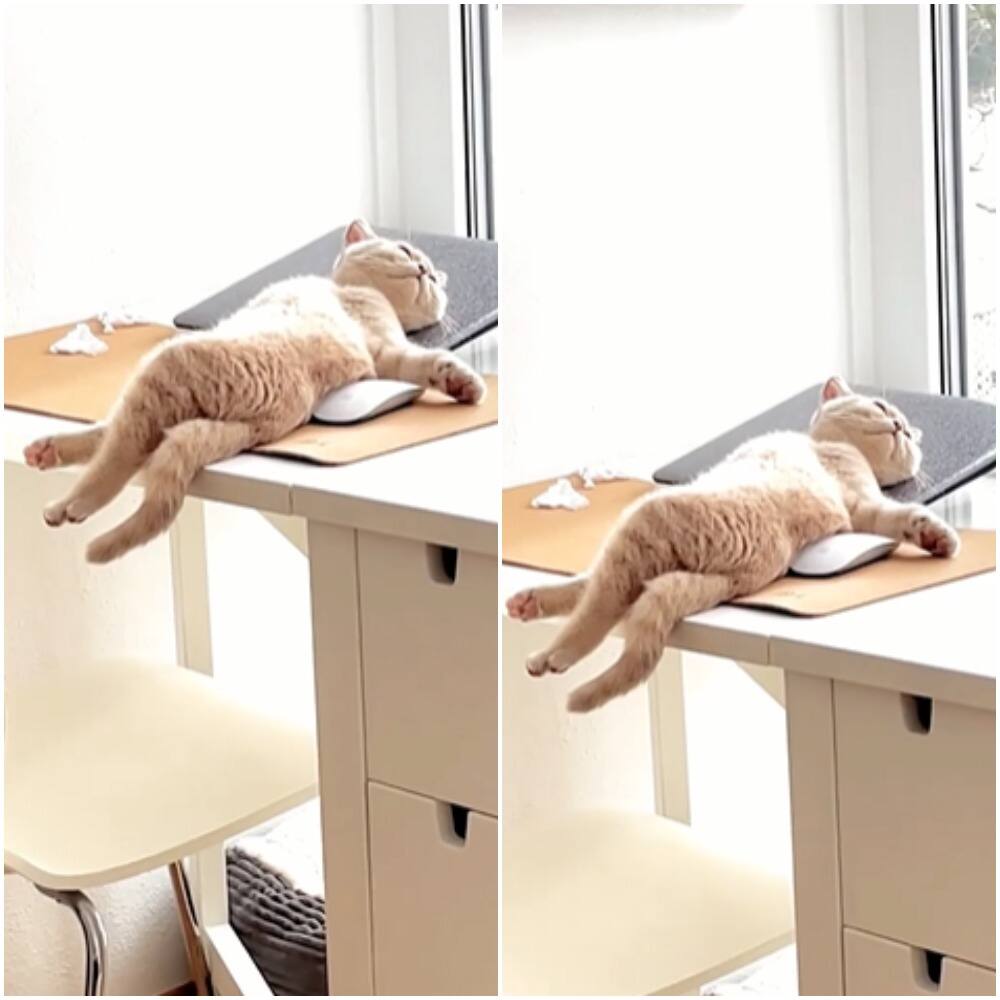 बिल्ली के सोने के अनोखे अंदाज ने लोगों को किया हैरान, बोले- पहली बार देखा ये नजारा The unique style of sleeping cat surprised people, said - saw this sight for the first time बिल्ली के सोने के अनोखे अंदाज ने लोगों को किया हैरान, बोले- पहली बार देखा ये नजारा