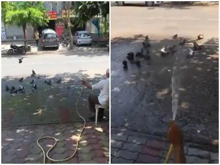Trending : ਬਿਨ ਬਾਦਲ ਹੋਈ ਬਰਸਾਤ, ਕਬੂਤਰਾਂ ਨੂੰ ਮਿਲੀ ਰਾਹਤ, ਦਿਲ ਜਿੱਤ ਰਿਹਾ ਵੀਡੀਓ