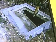 Rajasthan News: गर्मी में भूख-प्यास मिटाने के लिए शहर की तरफ आ रहे तेंदुए, दहशत में लोग