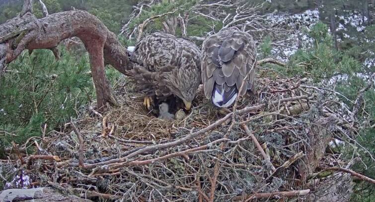 White-tailed eagle egg hatching caught on camera for the first time in Britain ब्रिटेन में पहली बार कैमरे में कैद हुई सफेद पूंछ वाले गिद्ध के अंडे सेने की घटना, वीडियो वायरल