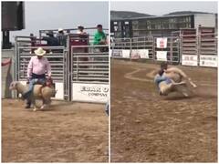 Viral Video: छोटा बच्चा कर रहा था भेड़ की सवारी, ऐसे मिला सबक, देखें वीडियो