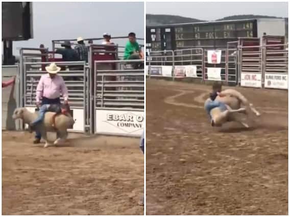 Viral Video: छोटा बच्चा कर रहा था भेड़ की सवारी, ऐसे मिला सबक, देखें वीडियो Viral Video: छोटा बच्चा कर रहा था भेड़ की सवारी, ऐसे मिला सबक, देखें वीडियो