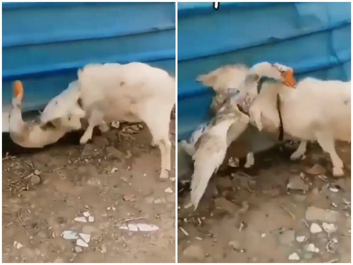 Goat and duck fight fiercely goat thrashed duck in bad condition watch the video Viral Video: बकरी और बत्तख में हुई घमासान लड़ाई, यूं चखाया मजा
