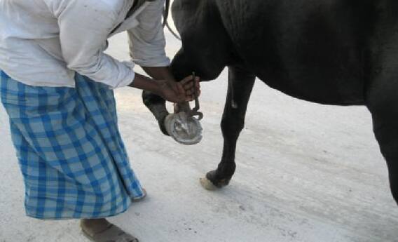 Astrology Tips: સફળતા મેળવવા ઘોડાની નાળનો આ રીતે કરો ઉપયોગ, ચુંબકની જેમ ખેંચાઈને આવશે રૂપિયા Astrology Tips: સફળતા મેળવવા ઘોડાની નાળનો આ રીતે કરો ઉપયોગ, ચુંબકની જેમ ખેંચાઈને આવશે રૂપિયા