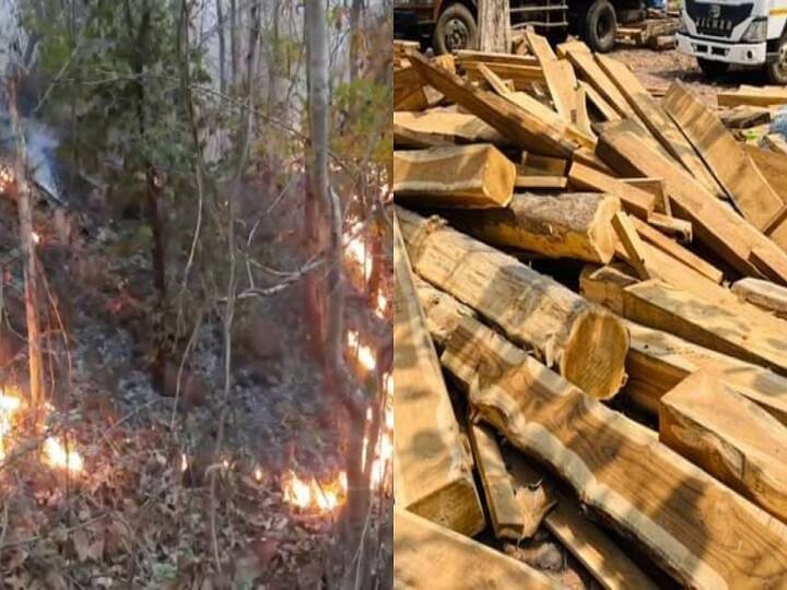 Chhattisgarh: The smugglers caught sight of the forests of Bastar, precious trees are being cut ann Chhattisgarh: बस्तर के वनों को लगी तस्करों की नजर, फॉरेस्ट रेंजर और वन कर्मियों के हड़ताल पर जाने से गंभीर हुए हालात