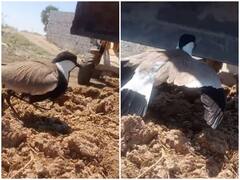 अंडों को बचाने के लिए मदर बर्ड ने जान जोखिम में डाली, ममता के आगे झुकती नजर आई जेसीबी