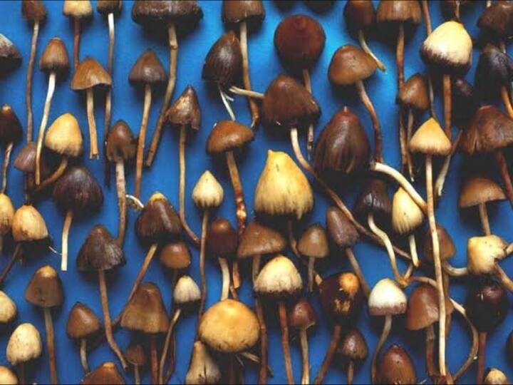 Magic mushroom psychedelic compound opens up depression peoples brain london research மன அழுத்த சிகிச்சைக்கு இப்படியா? மேஜிக் காளான் பற்றி வந்த ஆய்வு சொல்லும் சுவாரஸ்யம்..