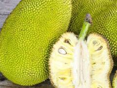 Health Tips : फणस खाल्ल्यानंतर चुकूनही खाऊ नका ‘या’ गोष्टी, अन्यथा उद्भवतील समस्या!