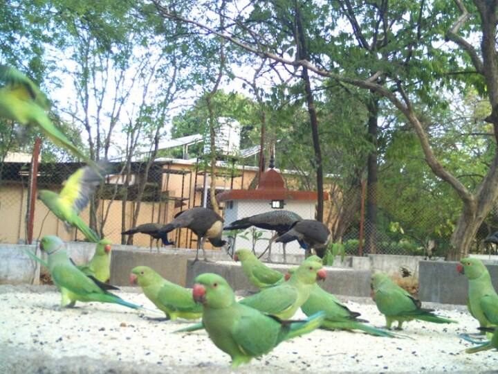 raj bhavan in nagpur bird cafe at raj bhavan know about it and biodiversity at raj bhavan कौतुकास्पद! राजभवनात पक्ष्यांसाठी सुरू झालाय बर्ड कॅफे