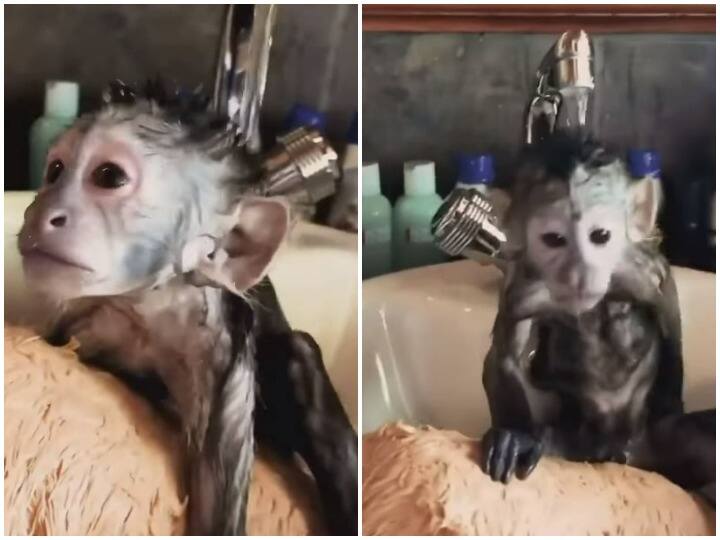 cute little monkey seen having fun in bathroom sink बाथरूम सिंक में मस्ती से नहाते नजर आया प्यारा सा बंदर, दिल जीत रहा वीडियो