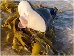 Viral News: ऑस्ट्रेलिया के तट पर दिखा रहस्यमयी जीव, लोगों के उड़ गए होश