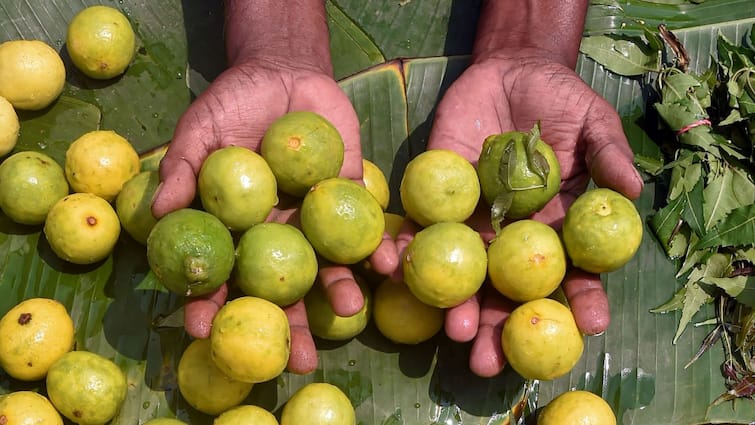 Prices of lemon skyrocketing in the market, thieves steal 60 Kg in UP's Shahjahanpur Lemon Stolen in UP:  দোকানে হানা! টাকা নয়, নজর লেবুতে