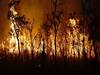 Tirupati Forest Fire : తిరుమల అటవీ ప్రాంతంలో కార్చిచ్చు, పది ఎకరాలు అగ్నికి ఆహుతి