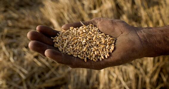  ਭਾਰਤ ਸਰਕਾਰ ਨੇ ਪੰਜਾਬ ਸਰਕਾਰ ਦੀ ਬੇਨਤੀ ਨੂੰ ਕੀਤਾ ਸਵੀਕਾਰ , ਕੇਂਦਰੀ ਟੀਮਾਂ ਵੱਲੋਂ ਸੁੱਕੇ ਅਨਾਜ ਦਾ ਮੁਲਾਂਕਣ