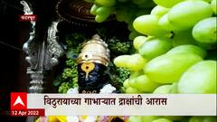 Pandharpur : कामदा एकादशीनिमित्त विठुरायाच्या गाभाऱ्यात द्राक्षांची सजावट, भाविकांची गर्दी