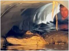 जान जोखिम में डाल ड्रेनेज पाइप में फंसे मगरमच्छ का रेस्क्यू करने पहुंचा शख्स, वीडियो वायरल