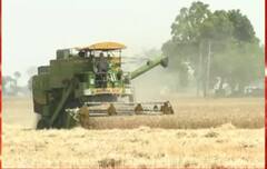 ਕਣਕ ਦੀ ਫਸਲ ਤਿਆਰ ਹੋਣ ਦੇ ਬਾਵਜੂਦ ਕਿਸਾਨਾਂ ਦੇ ਕਿਉਂ ਮੁਰਜਾਏ ਚਿਹਰੇ ?