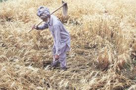 Farmers Loss of Rs. 15,000 to Rs. 20,000 per acre , reduced Wheat crop yield ਜੱਟਾ ਤੇਰੀ ਜੂਨ ਬੁਰੀ...! ਕਿਸਾਨਾਂ ਨੂੰ ਪ੍ਰਤੀ ਏਕੜ 15 ਤੋਂ 20 ਹਜ਼ਾਰ ਰੁਪਏ ਦਾ ਨੁਕਸਾਨ, ਕਣਕ ਦਾ ਝਾੜ ਘਟਿਆ