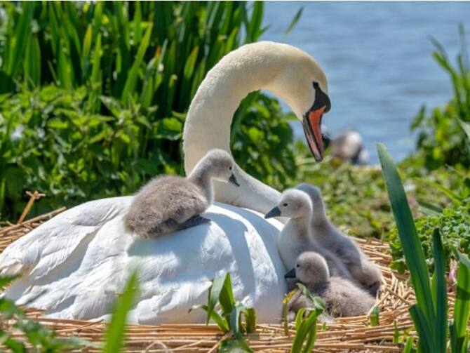 How Climate Change Is Leading To Birds Laying Eggs Earlier Than Normal