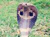 Indore News: इंदौर के चिड़ियाघर पहुंचा दुनिया का सबसे जहरीला सांप King Cobra, पिछले 8 महीने से चल रही थी लाने की कवायद